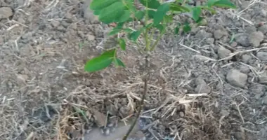 Участок земли в , Турция