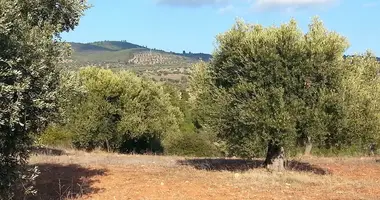 Terrain dans Nikiti, Grèce