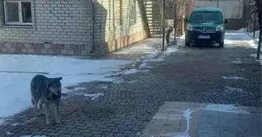 Dom 10 pokojów w Odessa, Ukraina