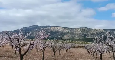 Apartment in el Pinos Pinoso, Spain