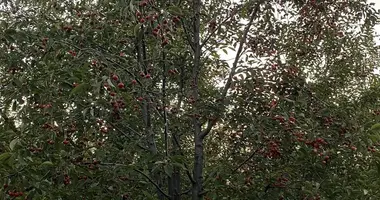 Parcela en Derecine, Turquía