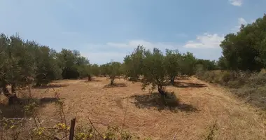 Terrain dans Nikiti, Grèce
