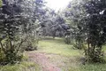 Atterrir 5 000 m² Ozourguéti, Géorgie