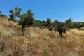 Atterrir 6 662 m² Nikiti, Grèce