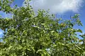 Dom 120 m² Evenkiysky Rayon, Rosja