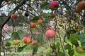 Дом  Папернянский сельский Совет, Беларусь