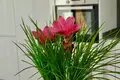 Willa 4 pokoi 224 m² Finestrat, Hiszpania