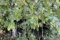 Maison 80 m² Evenkiysky Rayon, Russie