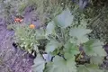 Land 700 m² Kstovsky District, Russia
