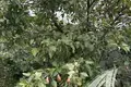 Działki  Matykalski sielski Saviet, Białoruś