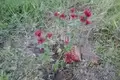Land 700 m² Kstovsky District, Russia
