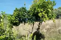 Parcelas 4 m² Helechosa de los Montes, Španjolska