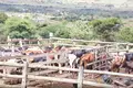 MEAT PROCESSING PLANT AND ANIMAL FEED INDUSTRY FOR SALE