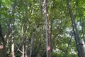 Atterrir 800 m² Sokolskoe, Russie