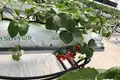 FOR SALE OR OPEN TO ANY TYPE OF INVESTMENT – FULLY OPERATIONAL GREENHOUSE FARM IN MARNEULI MUNICIPALITY
