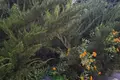 Cottage 8 rooms 275 m² Municipality of Marathonas, Greece