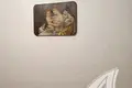 Дом 49 м² Мухавецкий сельский Совет, Беларусь