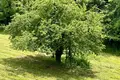Villa 1 050 m² Castelnuovo di Garfagnana, Italien