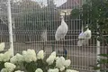 Дом 224 м² Тарасово, Беларусь