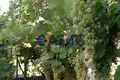 4 bedroom house 72 m² Poroy, Bulgaria