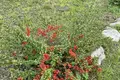 Дом  Раковский сельский Совет, Беларусь