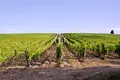 Villa 25 chambres 1 250 000 m² Poggibonsi, Italie