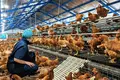 Lay chicken farm business for sale It has an egg production volume of 105,600 eggs/day.