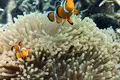 Exclusivo Complejo Turístico Operativo en Isla Pulau Tinggi (3.7 Ha, 88 Unidades) — $5,000,000