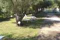 Cottage 4 rooms  Nikiti, Greece