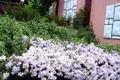 Maison 5 chambres 260 m² Kovachevtsi, Bulgarie