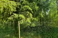 Land  Nikolskoe, Russia