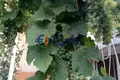 4 bedroom house 72 m² Poroy, Bulgaria