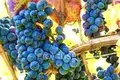 EXCLUSIVE OFFER FOR INVESTORS!  5★ Boutique Hotel with Private Winery in Catalonia, Spain — €15.5 million