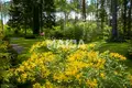 4 bedroom house 250 m² VEF Bikernieki, Latvia