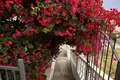 5 bedroom villa  Girne Belediyesi, Northern Cyprus