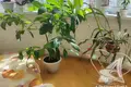 Appartement 3 chambres 66 m² Muchaviecki sielski Saviet, Bélarus