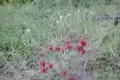 Land 700 m² Kstovsky District, Russia