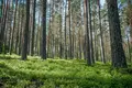 Hüttendorf Ucastki v Grecuhino