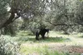 Land  Greece, Greece