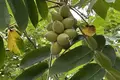 Parcelas  Chaisubani, Georgia