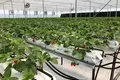 FOR SALE OR OPEN TO ANY TYPE OF INVESTMENT – FULLY OPERATIONAL GREENHOUSE FARM IN MARNEULI MUNICIPALITY