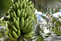 Parcelas  Canarias, Španjolska
