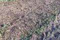 Dom 55 m² Dziescanski sielski Saviet, Białoruś