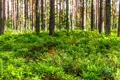 Коммерческое помещение 9 000 м² Токсовское городское поселение, Россия