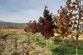 Land  Khoni, Georgia