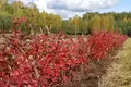 Land  Pavezupis, Lithuania