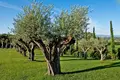 Villa 10 bedrooms 4 331 m² Siena, Italy