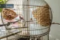 Mieszkanie 2 pokoi 44 m² Wilno, Litwa