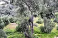 Land 1 room  Agios Stefanos, Greece