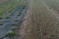 Land  Piatryskauski sielski Saviet, Belarus
